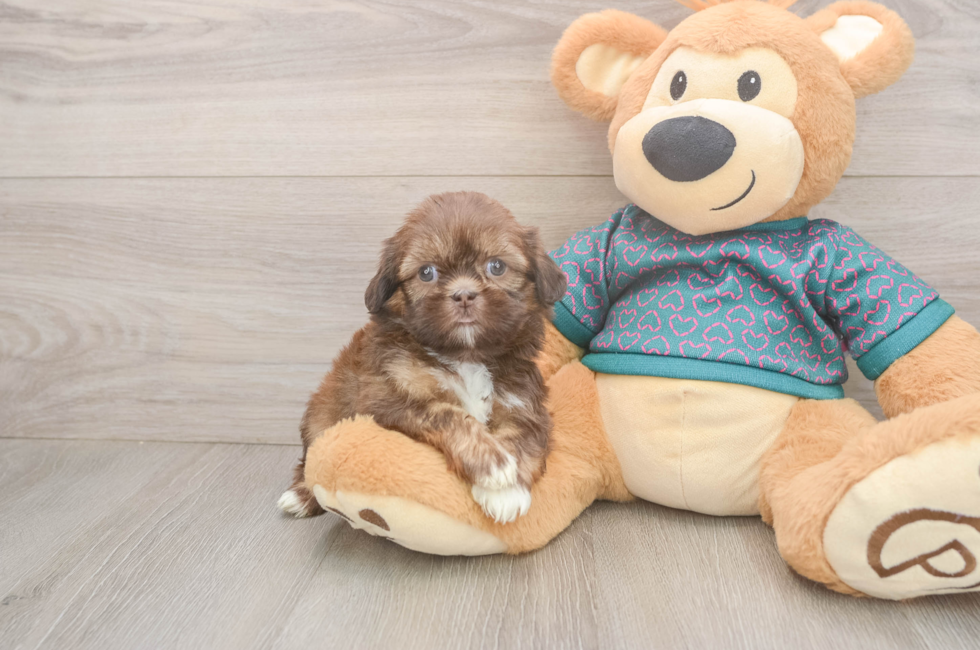 5 week old Shih Tzu Puppy For Sale - Windy City Pups