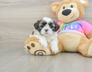 5 week old Shih Tzu Puppy For Sale - Windy City Pups