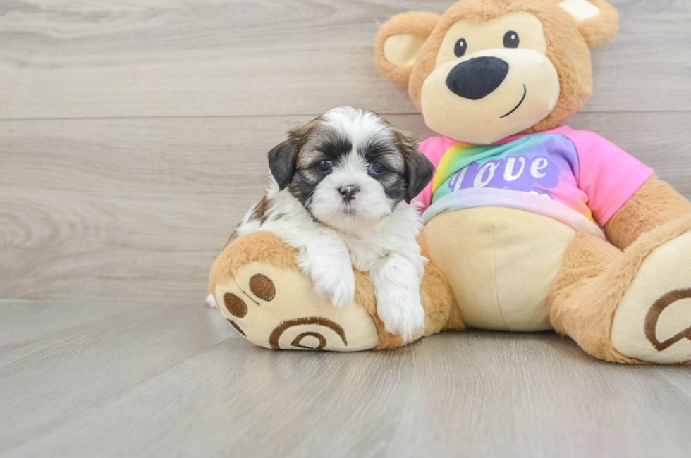 5 week old Shih Tzu Puppy For Sale - Windy City Pups