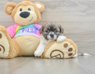 6 week old Shih Tzu Puppy For Sale - Windy City Pups