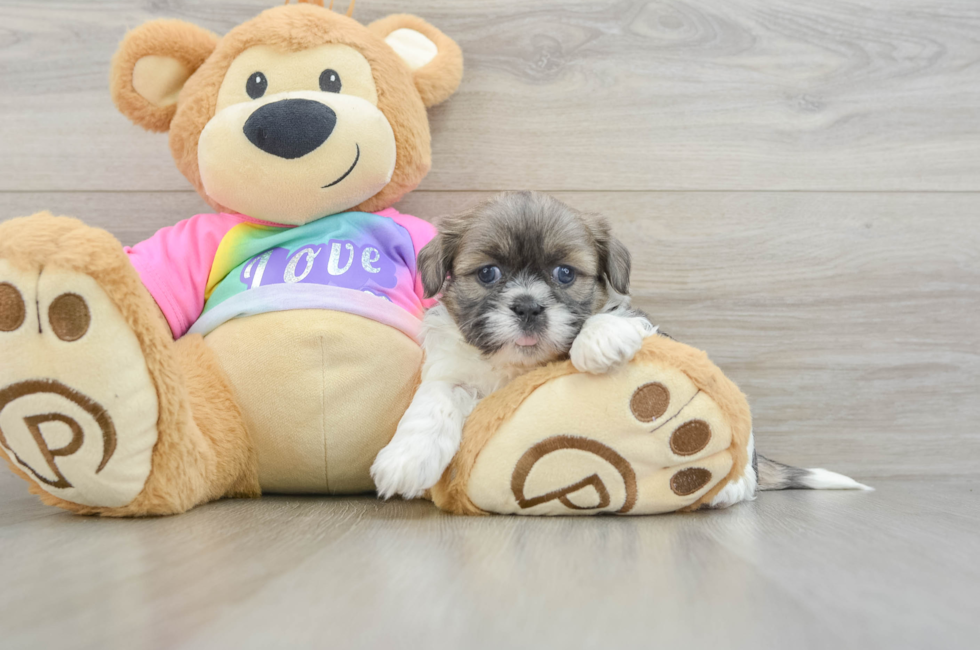 5 week old Shih Tzu Puppy For Sale - Windy City Pups