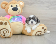 5 week old Shih Tzu Puppy For Sale - Windy City Pups
