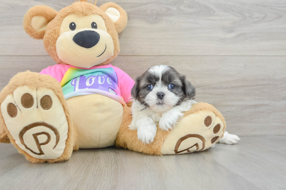 5 week old Shih Tzu Puppy For Sale - Windy City Pups