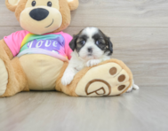 5 week old Shih Tzu Puppy For Sale - Windy City Pups