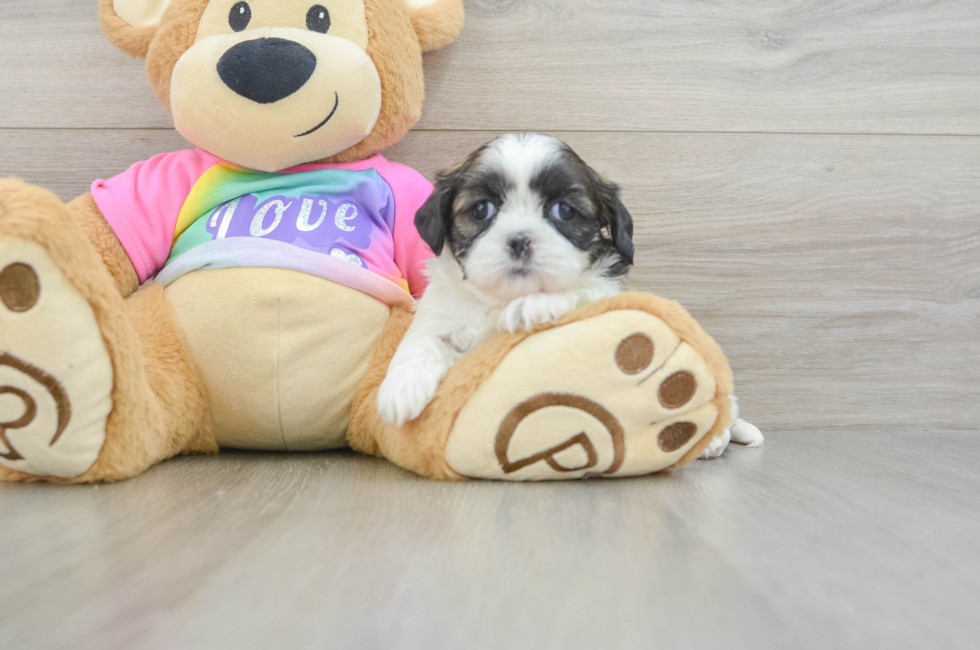 5 week old Shih Tzu Puppy For Sale - Windy City Pups