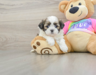 5 week old Shih Tzu Puppy For Sale - Windy City Pups