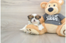 Shih Tzu Puppy for Adoption
