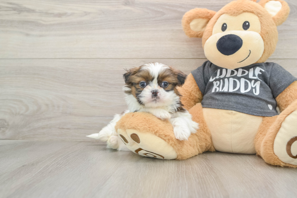 Shih Tzu Puppy for Adoption