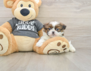 6 week old Shih Tzu Puppy For Sale - Windy City Pups