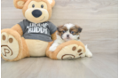 Fluffy Shitzu Purebred Puppy