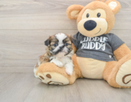 6 week old Shih Tzu Puppy For Sale - Windy City Pups