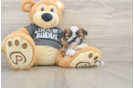 Adorable Shitzu Purebred Puppy