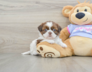 5 week old Shih Tzu Puppy For Sale - Windy City Pups