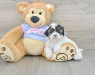 5 week old Shih Tzu Puppy For Sale - Windy City Pups