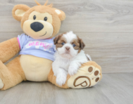 5 week old Shih Tzu Puppy For Sale - Windy City Pups