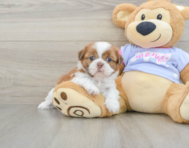 5 week old Shih Tzu Puppy For Sale - Windy City Pups