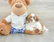 6 week old Shih Tzu Puppy For Sale - Windy City Pups