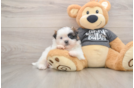 Shih Tzu Puppy for Adoption