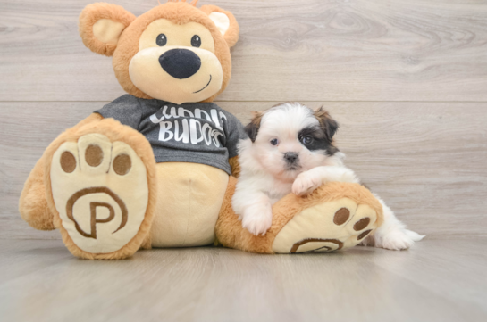 Shih Tzu Pup Being Cute