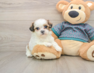 5 week old Shih Tzu Puppy For Sale - Windy City Pups