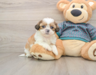 5 week old Shih Tzu Puppy For Sale - Windy City Pups