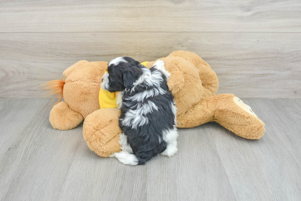 Little Shih Tzu Purebred Pup