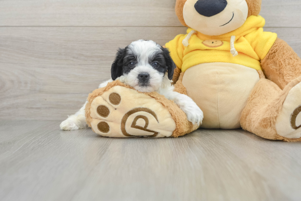 Shih Tzu Pup Being Cute