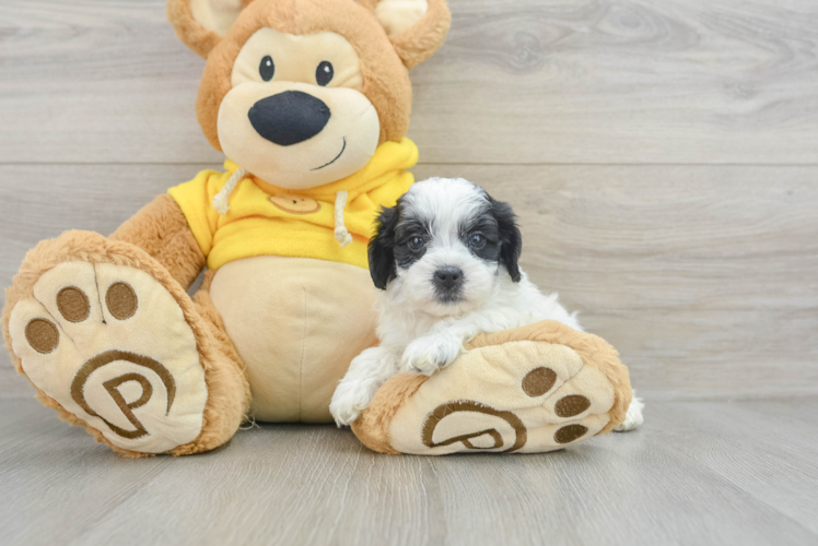 Shih Tzu Pup Being Cute