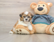 5 week old Shih Tzu Puppy For Sale - Windy City Pups