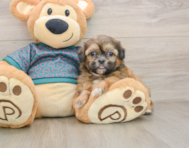 5 week old Shih Tzu Puppy For Sale - Windy City Pups