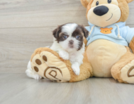 8 week old Shih Tzu Puppy For Sale - Windy City Pups