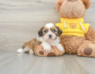 7 week old Shih Tzu Puppy For Sale - Windy City Pups