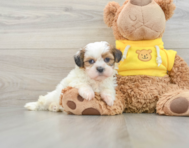 7 week old Shih Tzu Puppy For Sale - Windy City Pups