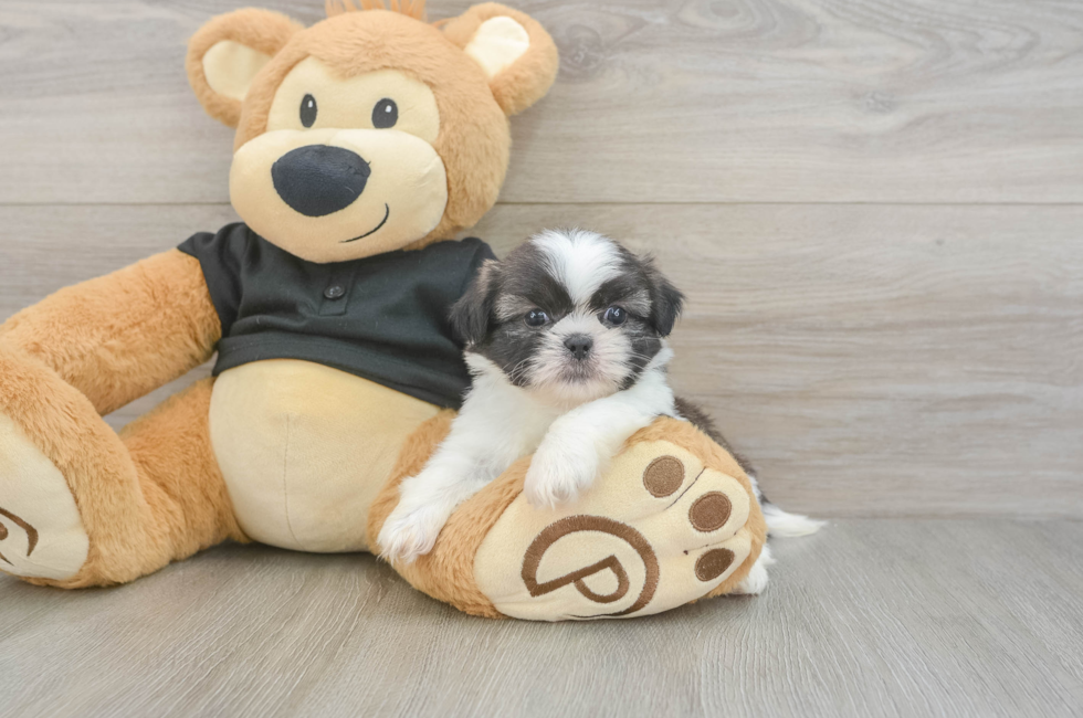 6 week old Shih Tzu Puppy For Sale - Windy City Pups
