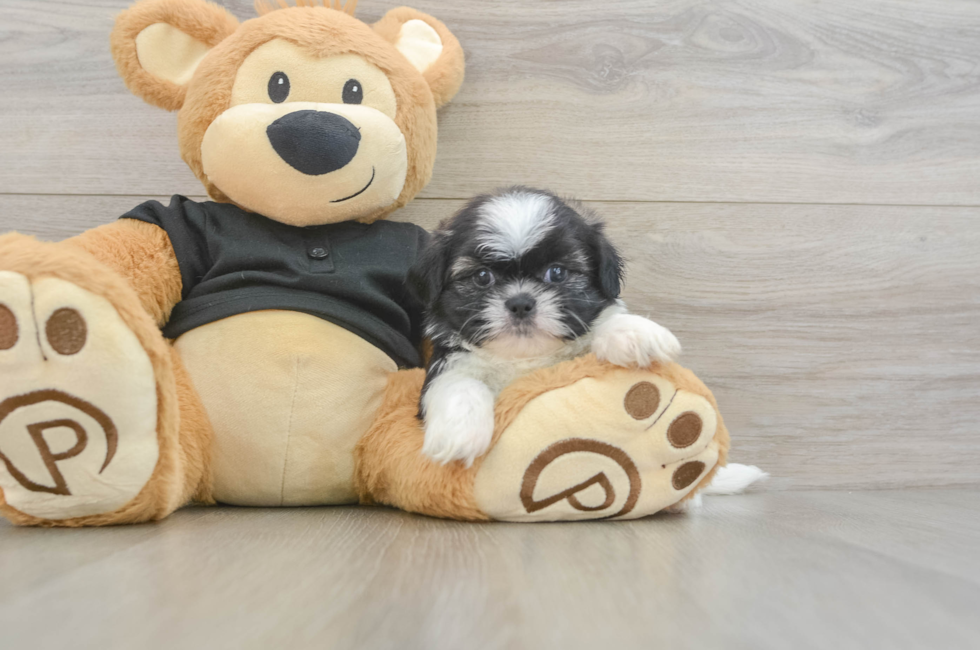 6 week old Shih Tzu Puppy For Sale - Windy City Pups