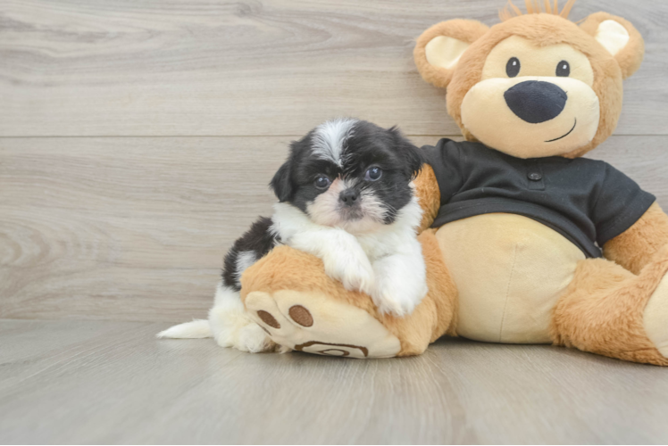 Akc Registered Shih Tzu Baby