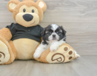 6 week old Shih Tzu Puppy For Sale - Windy City Pups