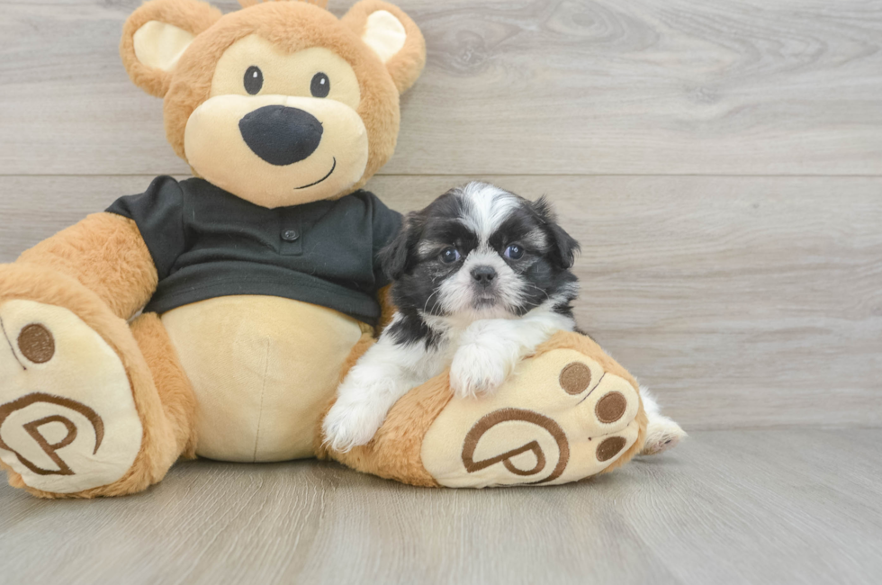 6 week old Shih Tzu Puppy For Sale - Windy City Pups