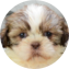 Shih Tzu Puppy For Sale - Windy City Pups Shih Tzu Puppy For Sale - Windy City Pups