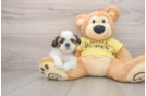 Small Shih Tzu Baby