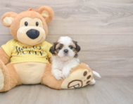 5 week old Shih Tzu Puppy For Sale - Windy City Pups