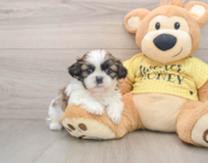 5 week old Shih Tzu Puppy For Sale - Windy City Pups