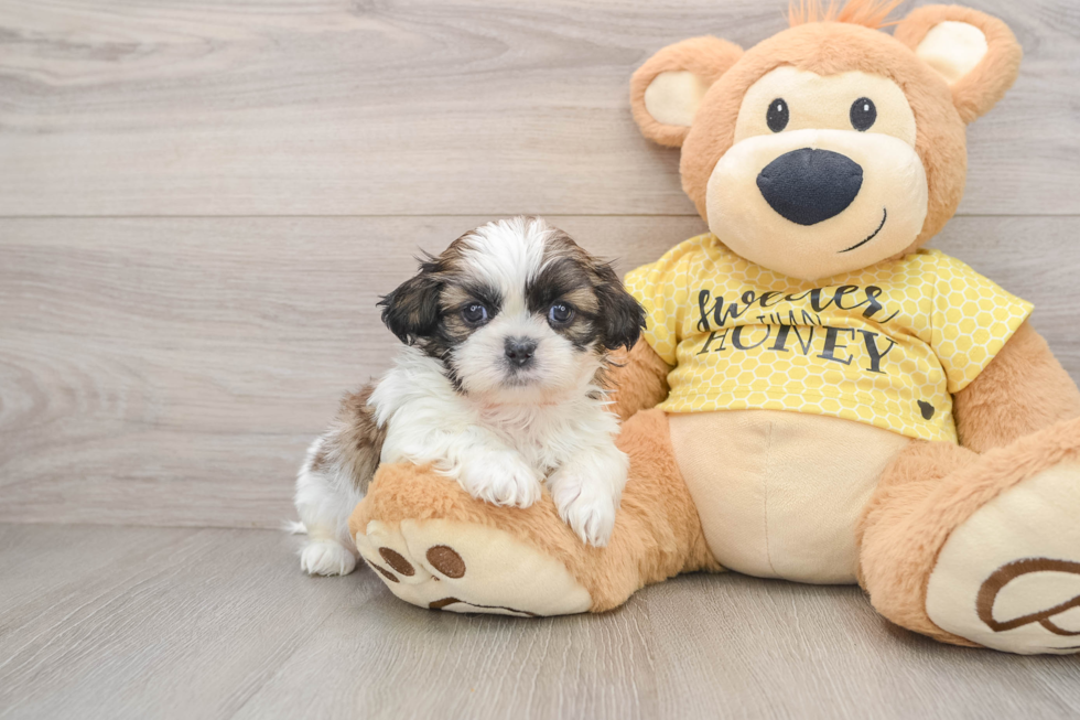 Shih Tzu Pup Being Cute