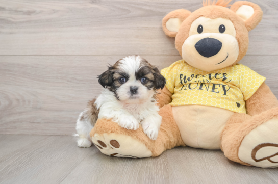 Shih Tzu Pup Being Cute