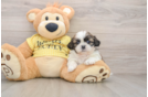 Hypoallergenic Shih Tzu Purebred Pup
