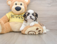 5 week old Shih Tzu Puppy For Sale - Windy City Pups