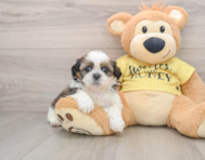 5 week old Shih Tzu Puppy For Sale - Windy City Pups