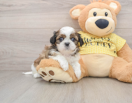 5 week old Shih Tzu Puppy For Sale - Windy City Pups