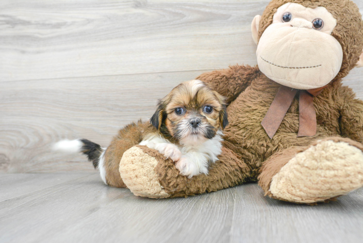 Shih Tzu Puppy for Adoption