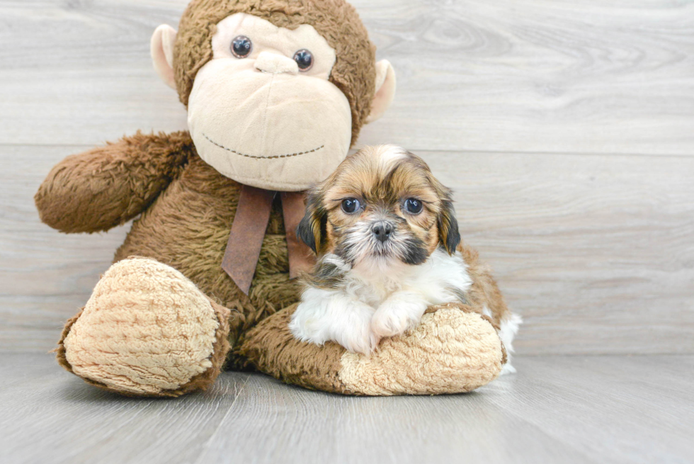 Smart Shitzu Purebred Puppy